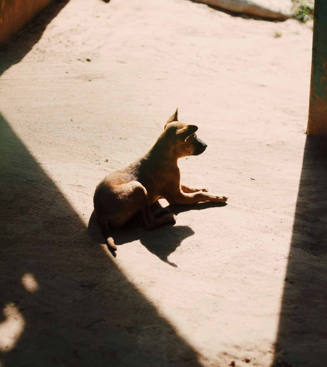 Die ultimativen Tipps für den richtigen Sonnenschutz bei Hunden