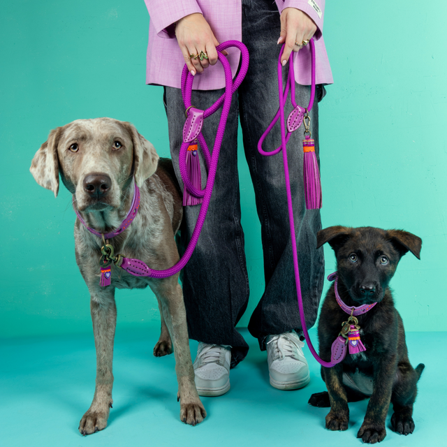 Dog with a Mission Hundeleine, Spice Hundeleine