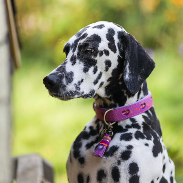 Dog with a Mission Hundehalsband, Spice Hundehalsband