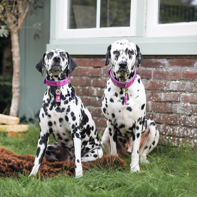 Dog with a Mission Hundehalsband, Spice Hundehalsband