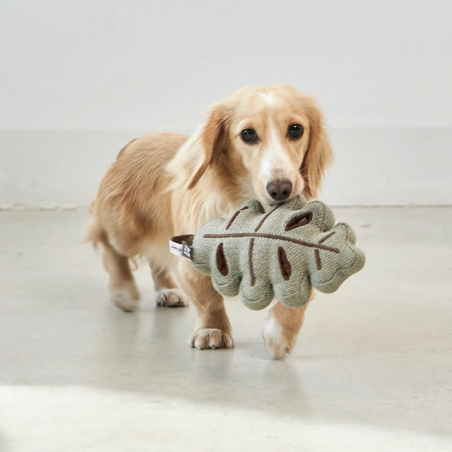MiaCara Schnüffelspielzeug Foresta, Blatt Grün Interaktiv