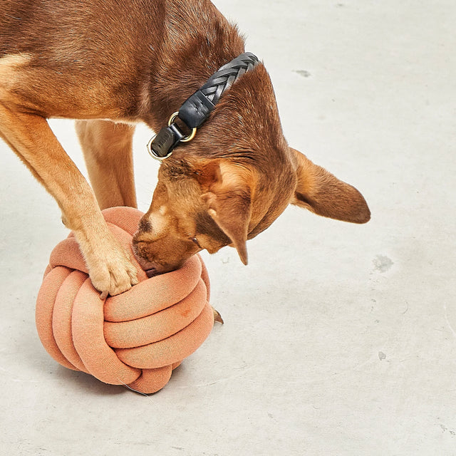 MiaCara Schnüffelspielzeug Tubo, Curry Interaktiv