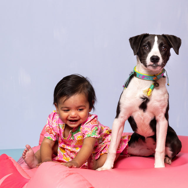 Dog with a Mission Hundehalsband, Chogogo Hundehalsband