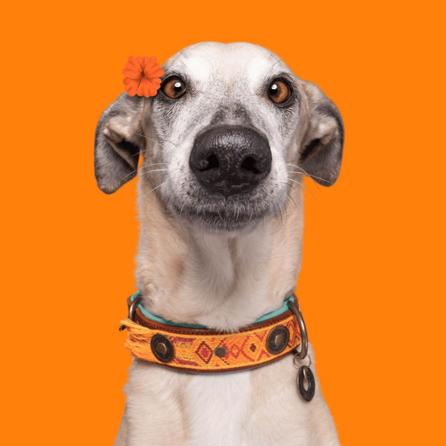 Dog with a Mission Hundehalsband | Boho Chica Hundehalsband