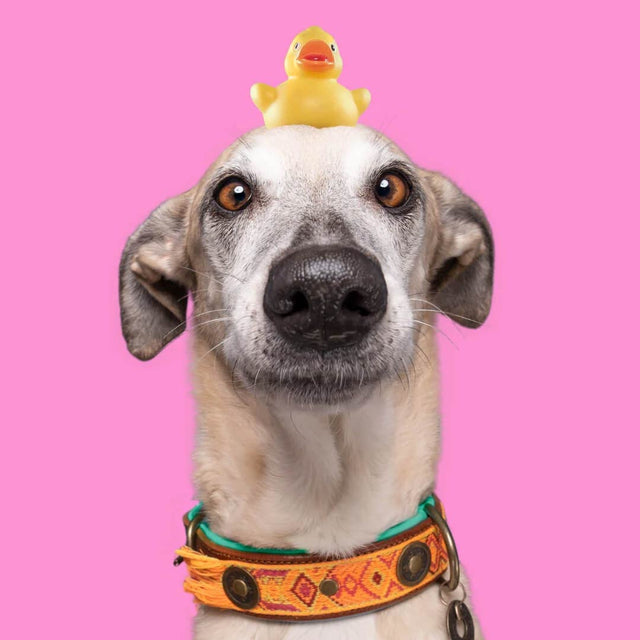 Dog with a Mission Hundehalsband | Boho Chica Hundehalsband
