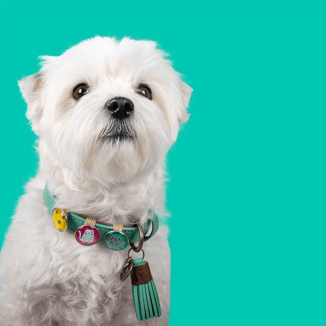 Dog with a Mission Hundehalsband | California Dreaming Hundehalsband