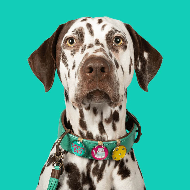 Dog with a Mission Hundehalsband | California Dreaming Hundehalsband