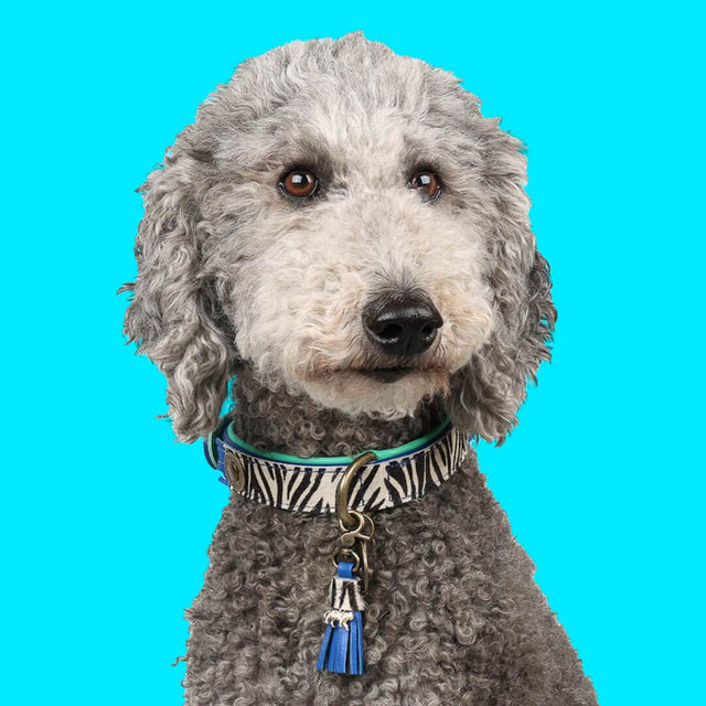 Dog with a Mission Hundehalsband | Dandy Hundehalsband