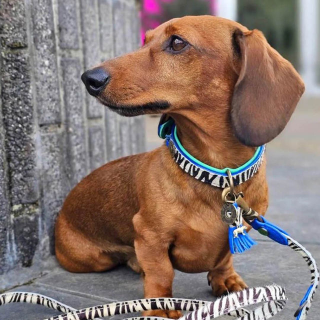 Dog with a Mission Hundehalsband | Dandy Hundehalsband