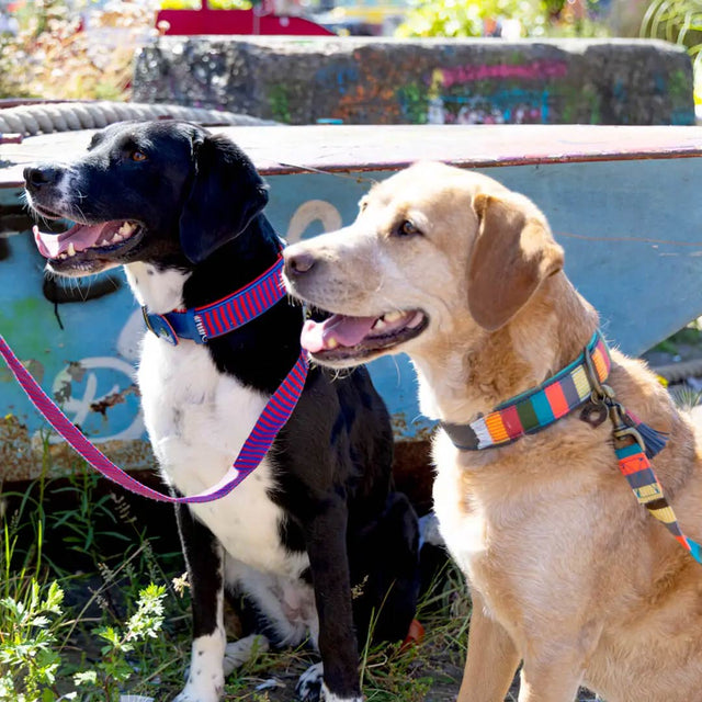 Dog with a Mission Hundehalsband | Mr. & Mrs. Smith Hundehalsband