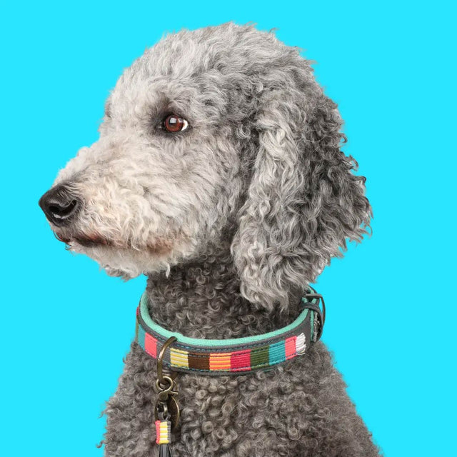 Dog with a Mission Hundehalsband | Mr. & Mrs. Smith Hundehalsband