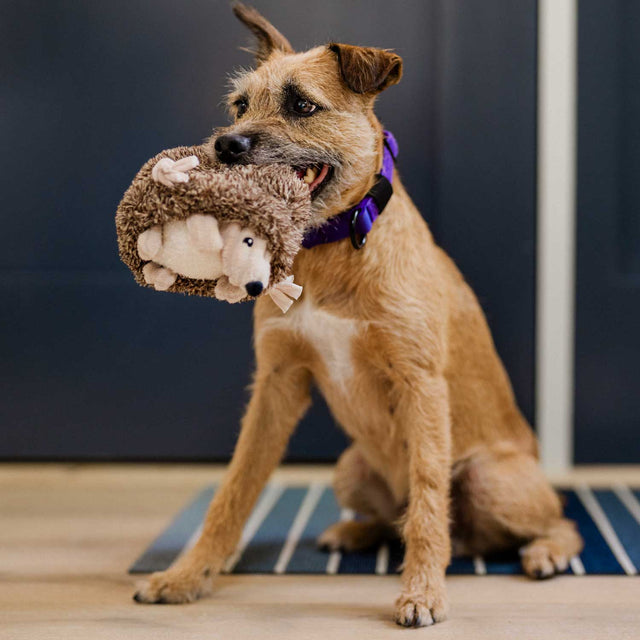 P.L.A.Y. Hundespielzeug | Hamilton the Hedgehog Stoffspielzeug