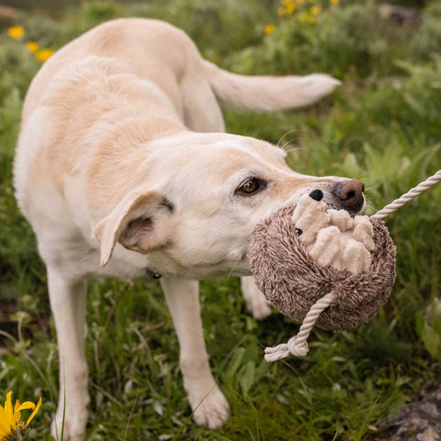P.L.A.Y. Hundespielzeug | Hamilton the Hedgehog Stoffspielzeug