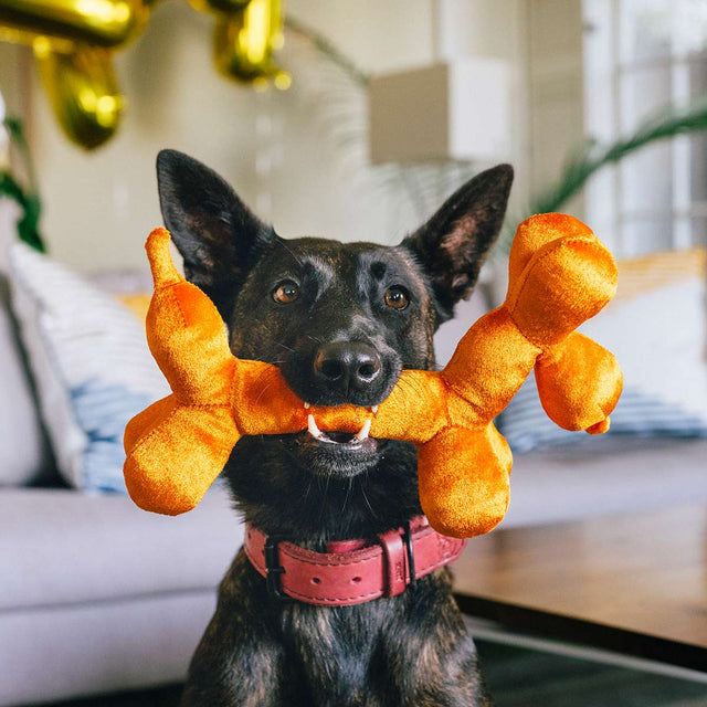 P.L.A.Y. Hundespielzeug Balloon Buddy Stoffspielzeug