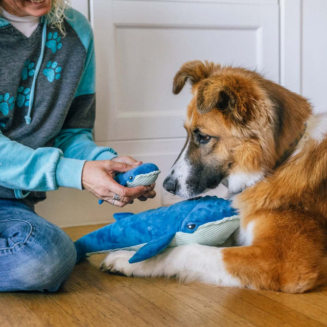 Hundespielzeug Big Blue & Baby Blue