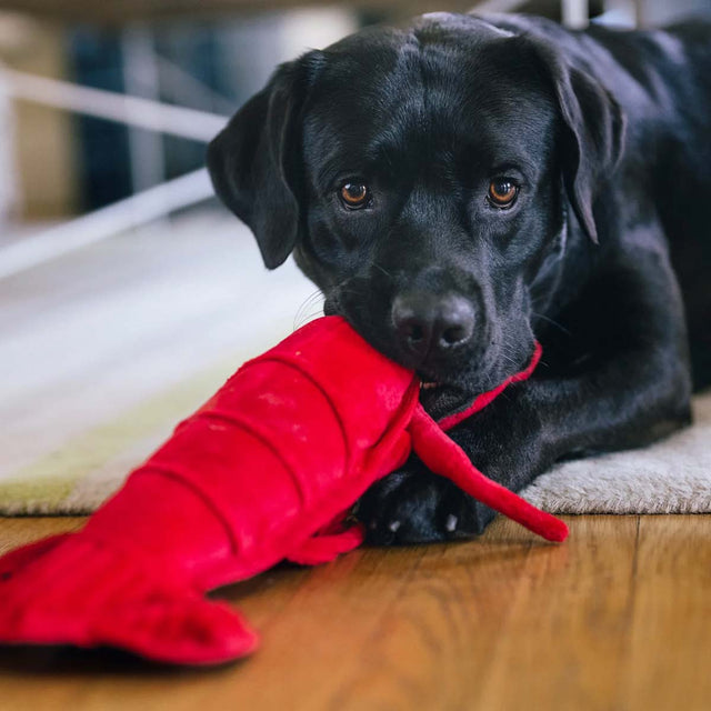 P.L.A.Y. Hundespielzeug Lemmy der Hummer Stoffspielzeug