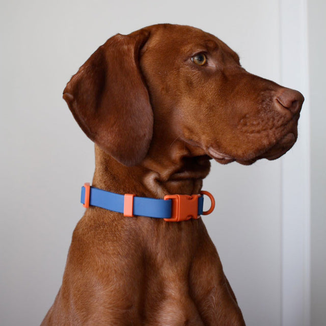 The Fritz Hundehalsband, Blue Orange Hundehalsband