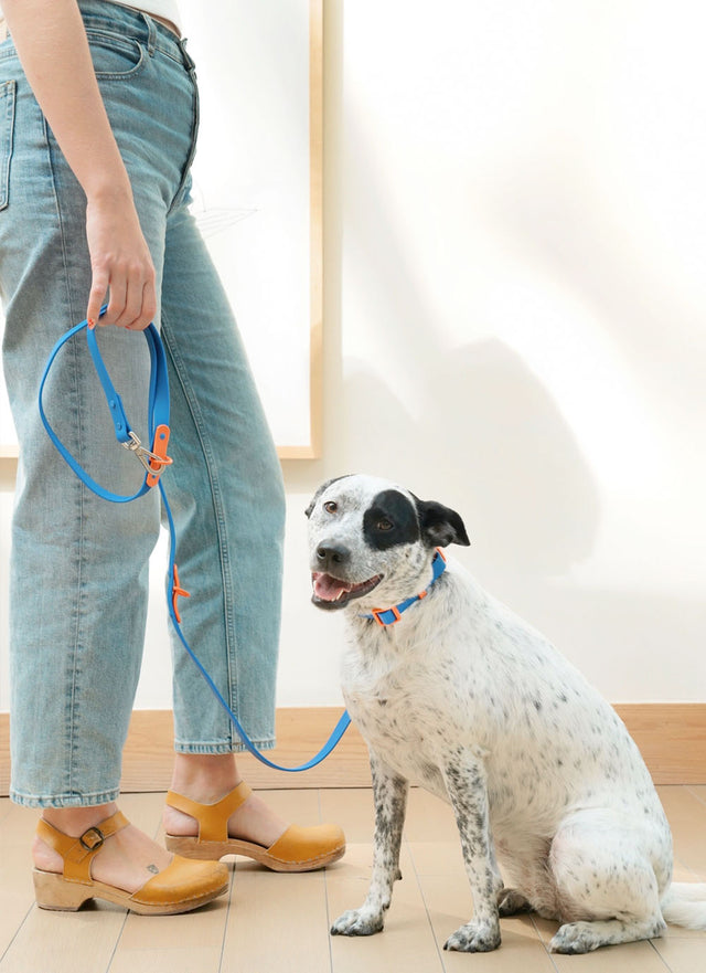 The Fritz Hundehalsband, Blue Orange Hundehalsband