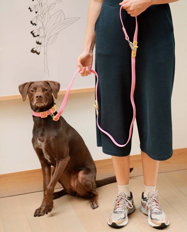 Approved by Fritz Hundehalsband Pink Lemonade Hundehalsband