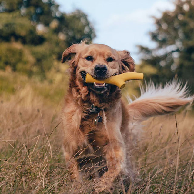 Beco Pets Hundespielzeug Super Stick, Yellow Wurfspielzeug