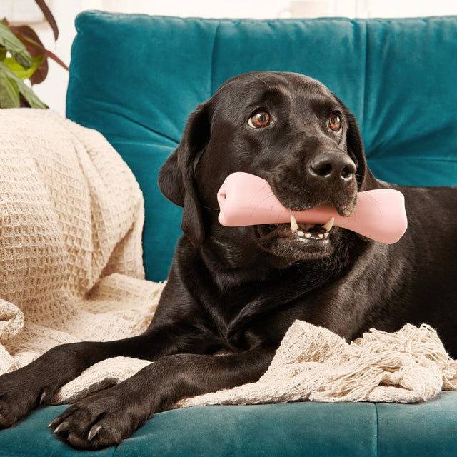 Beco Pets Hundespielzeug Treat Bone Interaktiv