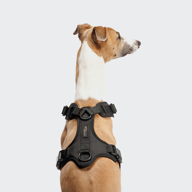 Cloud7 Hundegeschirr Y-3 AKTIV Softshell, Black Hundegeschirr
