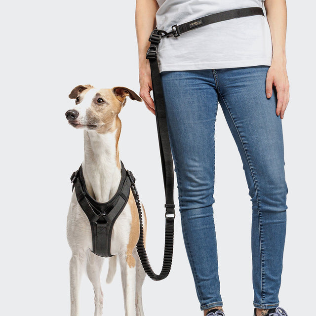 Cloud7 Hundegeschirr Y-3 AKTIV Softshell, Black Hundegeschirr