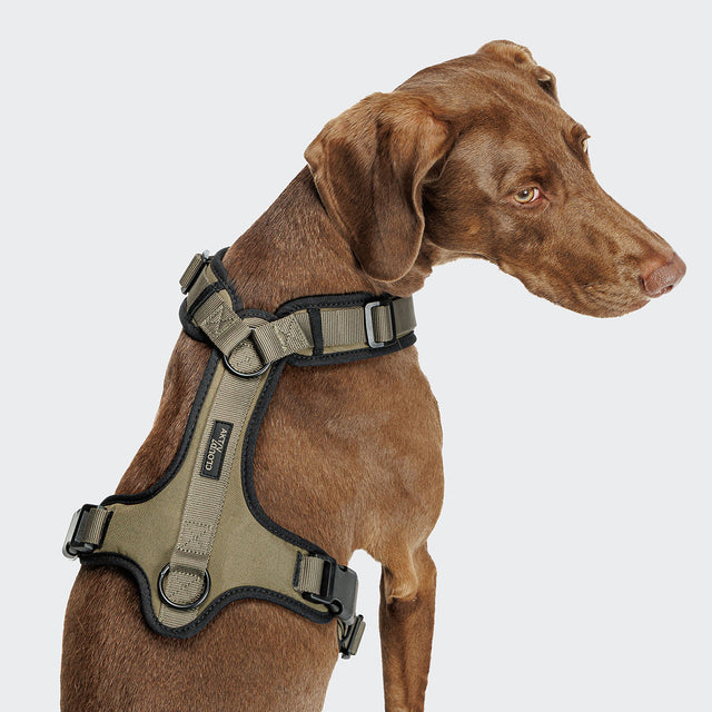 Cloud7 Hundegeschirr Y-3 AKTIV Softshell, Olive Hundegeschirr