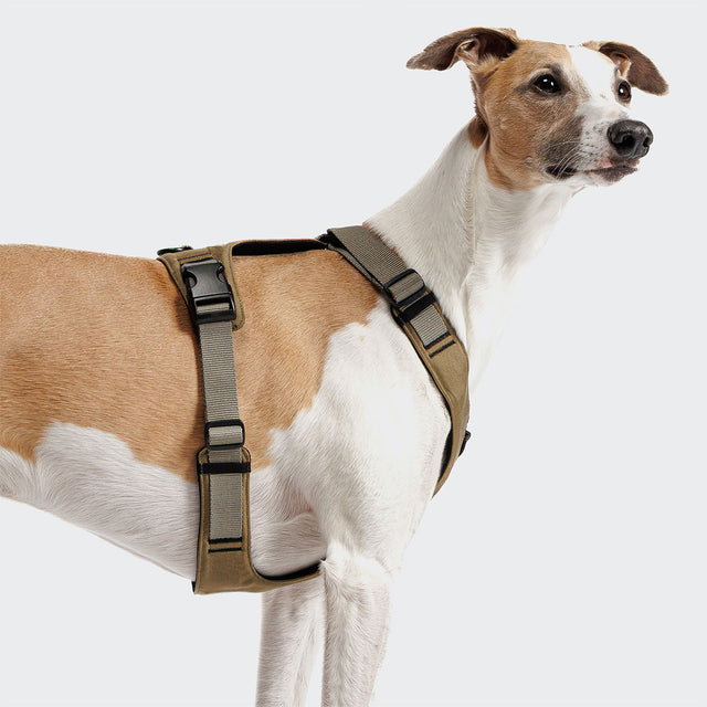 Cloud7 Hundegeschirr Y-2 Aktiv Cordura, Khaki Hundegeschirr