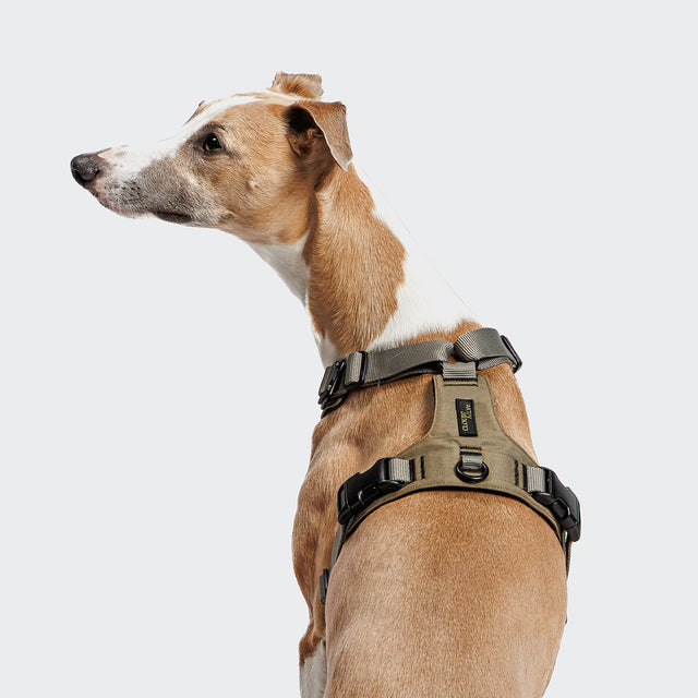 Cloud7 Hundegeschirr Y-2 Aktiv Cordura, Khaki Hundegeschirr