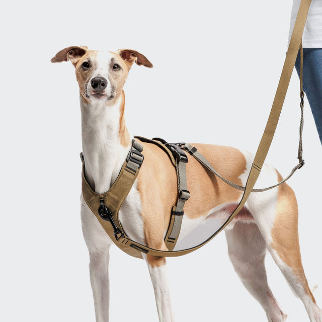 Cloud7 Hundegeschirr Y-2 Aktiv Cordura, Khaki Hundegeschirr