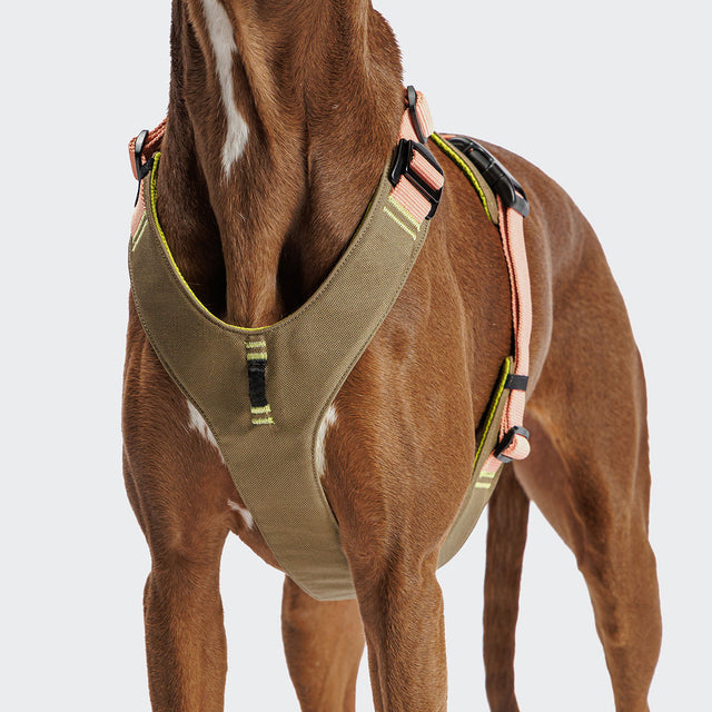 Cloud7 Hundegeschirr Y-2 Aktiv Cordura, Peach Hundegeschirr