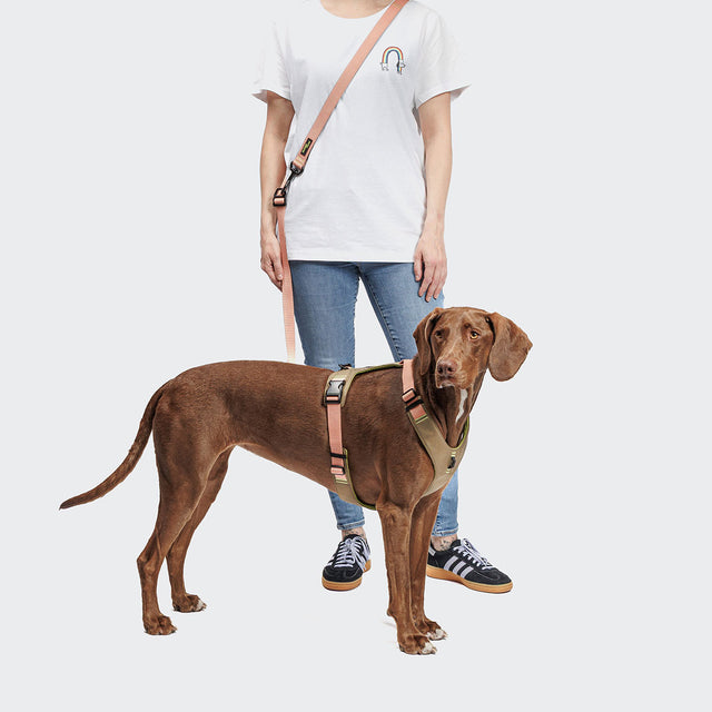Cloud7 Hundegeschirr Y-2 Aktiv Cordura, Peach Hundegeschirr