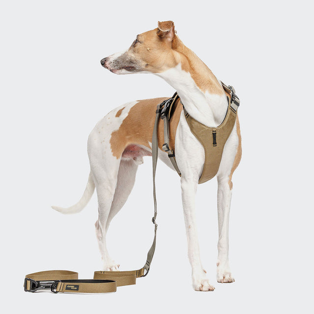 Cloud7 Hundeleine L-1-Hands-Free-Leash AKTIV, Khaki/Grey Hundeleine