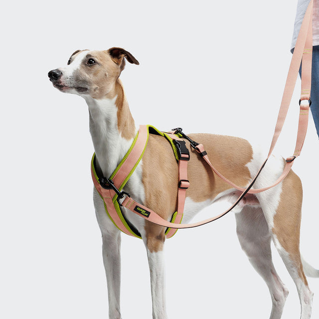 Cloud7 Hundeleine L-1-Hands-Free-Leash AKTIV, Peach Hundeleine