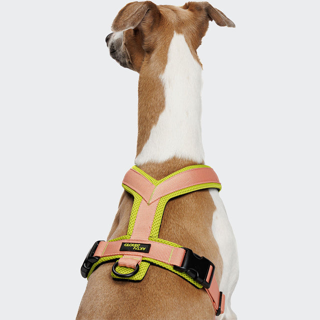 Cloud7 Hundegeschirr Y-1-Aktiv Air-Mesh, Peach Hundegeschirr