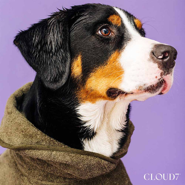 Cloud7 Hundebademantel Föhr, Sage Hundebademantel