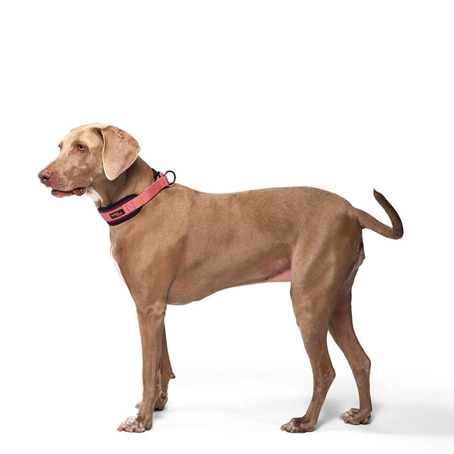 Cloud7 C-1 Zugstopp Halsband AKTIV Softshell, Aubergine/Soft Rose Hundehalsband