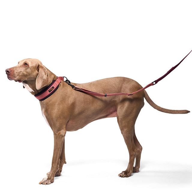 Cloud7 C-1 Zugstopp Halsband AKTIV Softshell, Aubergine/Soft Rose Hundehalsband