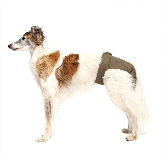 Cloud7 Läufigkeitshöschen, Olive Hundebedarf