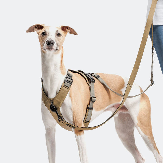 Cloud7 Hundegeschirr Y-Safe Aktiv Cordura, Khaki Hundegeschirr