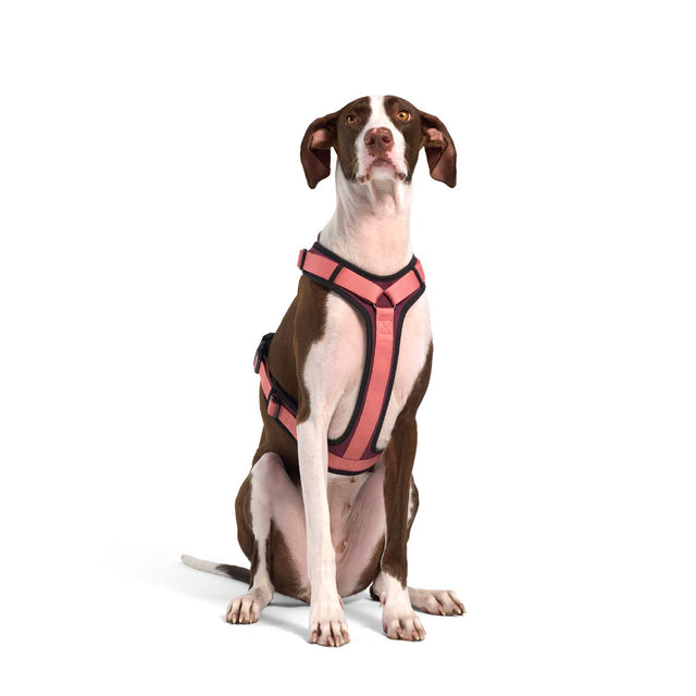 Cloud7 Hundegeschirr Y-3 AKTIV Softshell, Aubergine/Soft Rose Hundegeschirr