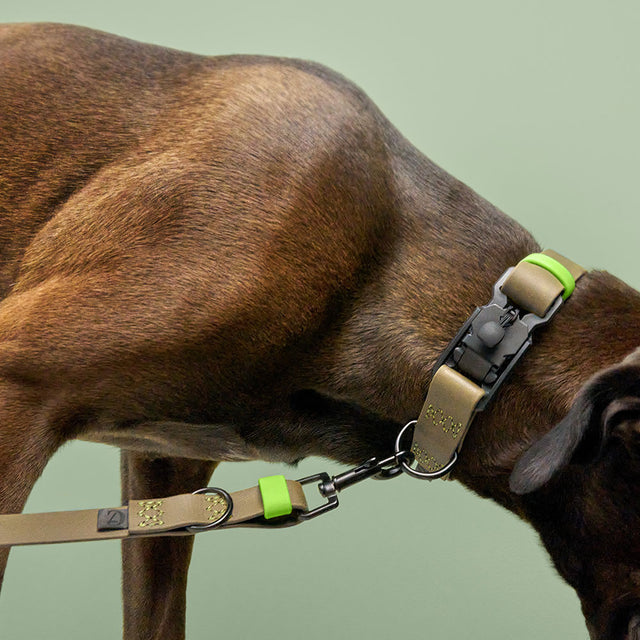 Cloud7 Hundehalsband BioThane Ipanema, Olive - Neongrün Hundehalsband