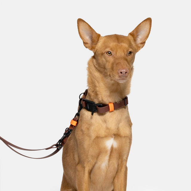 Cloud7 Hundeleine BioThane Ipanema, Dark Aubergine Hundeleine