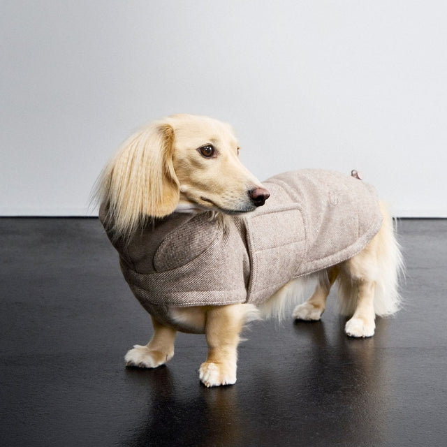 Hundemantel Dackel Brooklyn Flanell, Tweed Beige