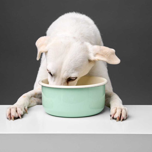 Cloud7 Hundenapf Granny | Pastell Green Napf