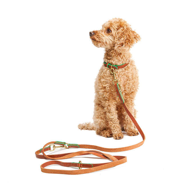 Cloud7 Hundeleine Kings Park, Cognac/Green Hundeleine