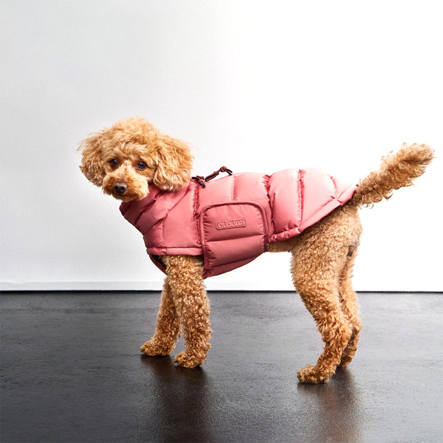 Cloud7 Wintermantel Alaska, Faded Rosé Hundewintermantel