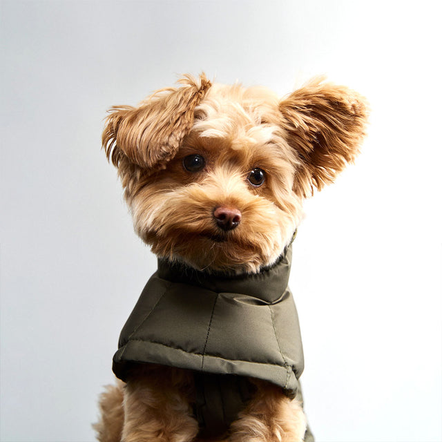 Cloud7 Wintermantel Alaska, Light Olive Hundewintermantel