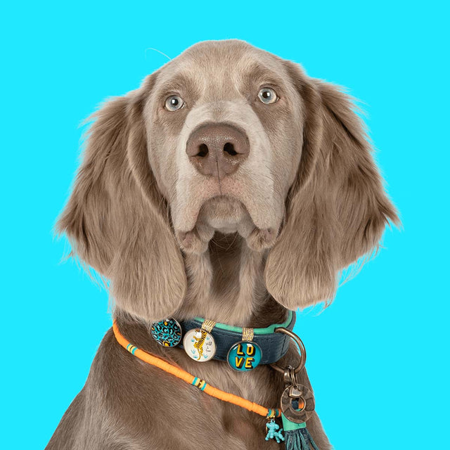 Dog with a Mission Hundehalsband | Detroit Tigers Hundehalsband